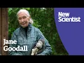 Download Lagu Dr Jane Goodall: 'When nature suffers, we suffer'