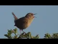 Download Lagu Eurasian Wren singing HD