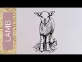 BABY ANIMALS - How to draw a LAMB