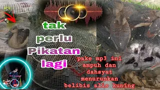 Download TAK PERLU PIKAT LAGI !!!!SUARA MP3 INI MAMPU MENURUN KAN BELIBIS DENGAN CEPAT MP3