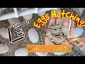 What I do when bearded dragon eggs hatch