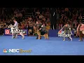 National Dog Show 2023 Best in Show Full Judging NBC Sports