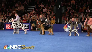 National Dog Show 2023 Best in Show Full Judging NBC Sports
