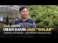 Lagu TAK DISANGKA, TANAMAN HIAS DI INDONESIA INI LAKU MAHAL DI AMERIKA! CERITA ADIWENA NUGROHO