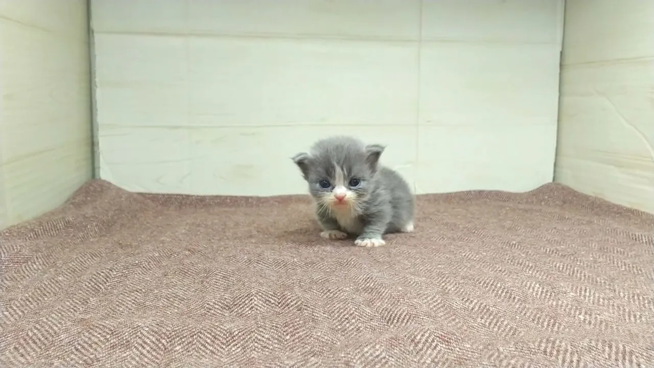 動画