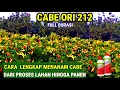 Download Lagu CARA LENGKAP  !! MENANAM CABE DARI PROSES LAHAN HINGGA PANEN [ ORI 212 ]9