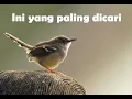 SUARA CIBLEK UNTUK MEMANCING BIRAHI