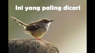 suara ciblek untuk memancing birahi