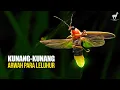 Download Lagu Kunang-Kunang: Orkestra Cahaya Berteknologi Canggih, Berbalut Cerita dan Legenda