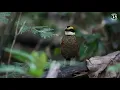 The Most Stunning Nature and Relaxing Bird Sounds to Relieve Stress and Beat Anxiety | Calm Time