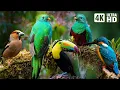 Download Lagu The Most Stunning Nature and Relaxing Bird Sounds to Relieve Stress and Beat Anxiety | Calm Time