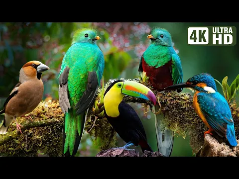 Download MP3 The Most Stunning Nature and Relaxing Bird Sounds to Relieve Stress and Beat Anxiety | Calm Time