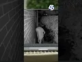 Accused peeping tom caught on camera arrested