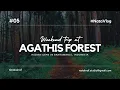 Download Lagu Exploring the Enchanting Agathis Forest Track, Banyuwangi | Nature Escape | Travel Vlog | Ep. 05