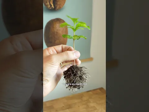 Growing Coffee at Home - 6 Month Update