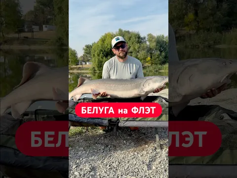 😱Рекорд на флэт Метод, как же я рад #флэтметод #флэтфидер #белуга #белуганафлэт
