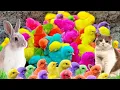 Download Lagu Menangkap ayam lucu, ayam warna warni, ayam rainbow, bebek, angsa, ikan hias, ikan cupang, Kelinci
