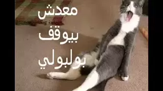 معدش بيقف بلبلى دندنها