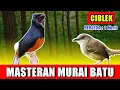 Download Lagu MASTERAN MURAI BATU - suara Ciblek Ngebren  jernih keras berjeda 1 menit FULL 1 JAM variasi 2