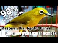 Download Lagu Bikin Pleci Ngotot Bunyi Paling Ampuh!!!