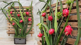 The secret to growing dragon fruit from cuttings - Right at home - On the rooftop - Lots of fruit
