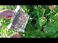 Battling Spider Mites Whiteflies And Aphids With Ladybugs Ladybug Release In The Greenhouses