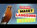 Lagu CEPAT RESPON! 1000% efektif buat pancingan Anis merah bisu macet total biar bunyi kembali | 31