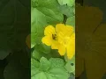 Download Lagu #bee #pollination #morning