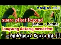 Download Lagu suara pikat burung mandar biru jantan dan betina