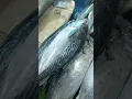 Download Lagu Beli ikan tuna di Pasar lkan Gudang Lelang (Gudel), Bandar Lampung