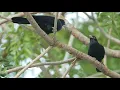 Lagu 3 Hours Asian Koel Bird Sound Effect For Studying-Nature Sounds