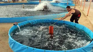 BUDIDAYA IKAN LELE DENGAN TEKNOLOGI MODERN! MULAI PEMIJAHAN SAMPAI PANEN MELIMPAH!
