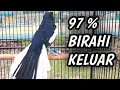 Download Lagu Kacer Gacor Full Isian Mewah || Merangsang Birahi Agar Tetap Gacor Dan Ngobra