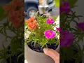 Download Lagu Portulaca is Beautiful