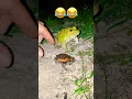Wep Wap Catching Frog is zo grappig om te lachen 😆 ik lach met Funny BigBull Frog