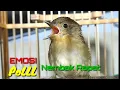 Download Lagu Burung Flamboyan Gacor Ngebren Rapat Nyerecet Cocok buat Pancingan
