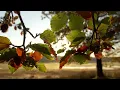 [10 Hrs.] — Jeremy Soule (Oblivion) — “Harvest Dawn”