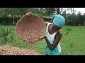 African Kenya Village And Winnowing Organic Bean Harvest