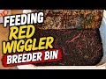 Feeding My Red Wiggler Breeder Bins How I Keep Them Breeding