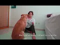 Wrestling with my dog BJJ style Self isolation with doggo