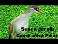 Download Lagu Suara asli \u0026 Jernih burung  tikusan alis putih, Daya Pikatnya Mantap (Sanie)