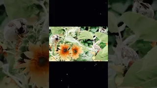 موسيقي تصويريه من فيلم العش الهادي د جمال سلامه 