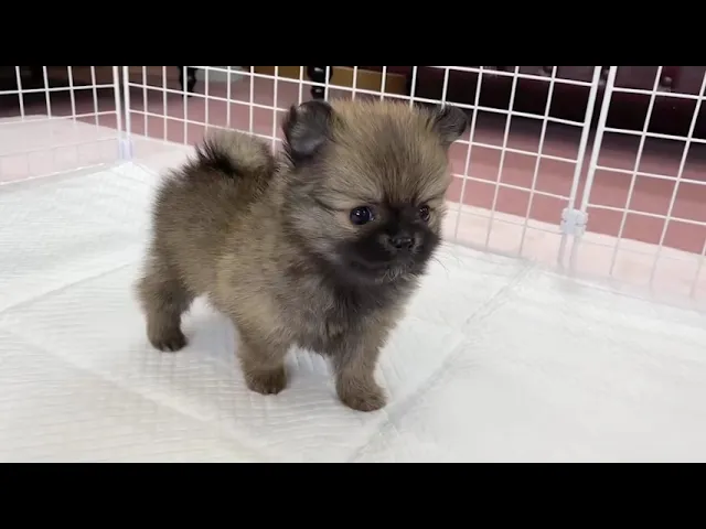 動画