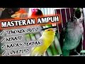 Download Lagu MASTERAN HANDAL , TENGKEK BUTO, KENARI, KAPAS TEMBAK, LOVEBIRD BIKIN BURUNG ANDA JADI JAWARA