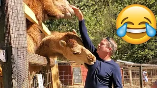 unexpected animals attack on humans funny animals moments petastic 