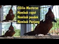 Download Lagu Cililin Gacor Masteran, Tembakan Rapat, Variasi tembakan pendek, dan tembakan panjang.