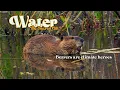 Beavers and their role in healthy ecosystems
