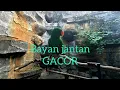 BAYAN RORATUS JANTAN HIJAU GACOR