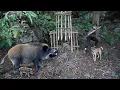 Download Lagu detect wild boars, quickly catch prey and capture them,linh tân Building 
