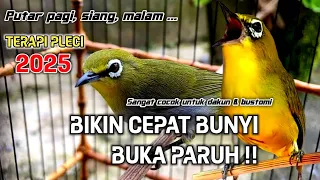 semua pleci pasti langsung ikut bunyi ngalas terapi pleci agar buka paruh